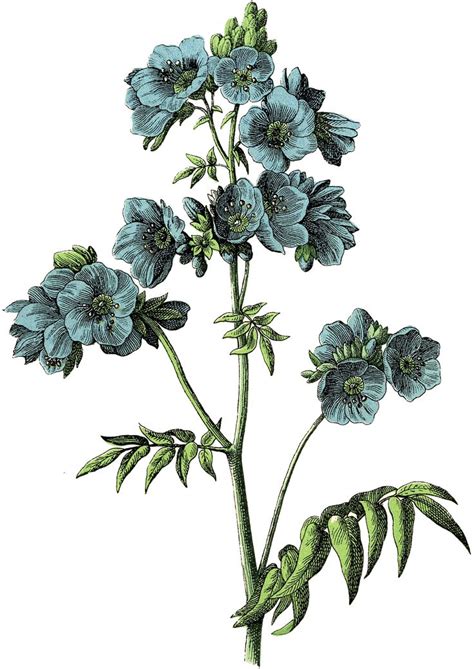 10 Picture Of A Blue Flower Botanical Prints Free Vintage Drawing