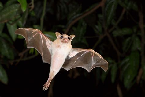 Murciélagos Curiosidades Sobre Estos Mamíferos Voladores