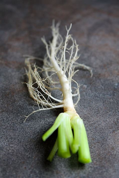 It is another type of cilantro that when. How to Grow Coriander for the Roots to Use in Thai Cooking ...