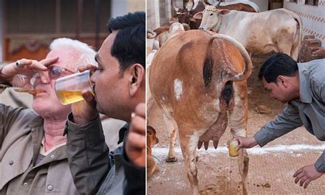 urine drinking hindu cult believes a warm cup before sunrise straight from a virgin cow heals