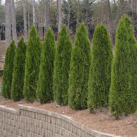 American Arborvitaes For Sale