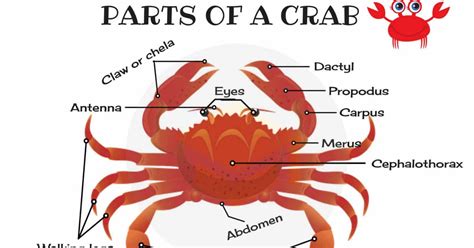 Parts Of A Crab Useful Crab Anatomy With Pictures 7esl