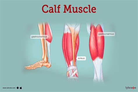 Muscle Diagram Calves