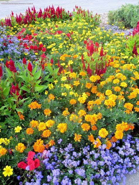 Celosia Marigolds Petunias Ageratum Flowers Marigold Flower