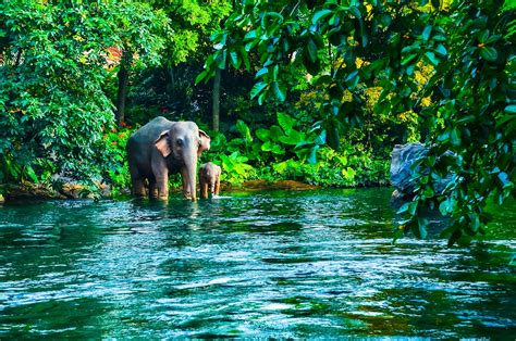 Encounter Wild Elephants In Thailands Khao Yai National Park