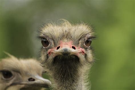 Funny Ostrich Looks At The Camera Free Image Download