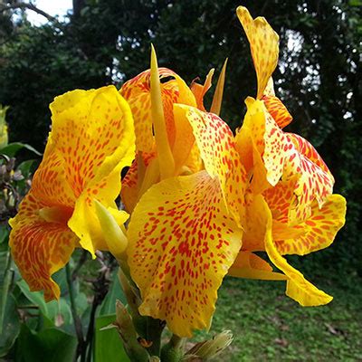 The canna lily plant is a flamboyant summer flowering plant with a bold look. Dwarf Canna Picasso | K. van Bourgondien