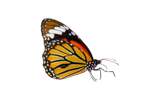 Monarch Butterfly Png Transparent Images Free Png Images