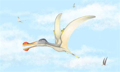 Three New Species Of Pterosaur Discovered In The Sahara In 2020 Species Reptiles Fossils