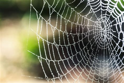 Spider Web Selective Focus Photography · Free Stock Photo