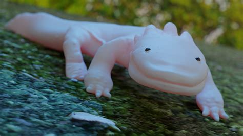 White Salamander Finished Projects Blender Artists Community