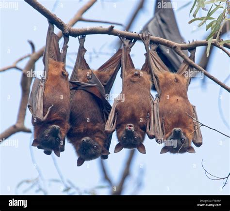 Group Of Grey Headed Fruit Bats Flying Foxes Pteropus Poliocephalus