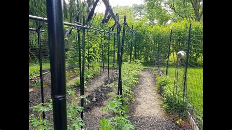 Easy Lower And Lean Trellising In Your Garden Tomato Garden Plants