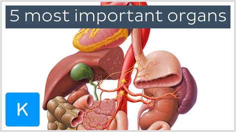 And for information, all is in your error code : 5 most important organs in the Human body - Human Anatomy ...