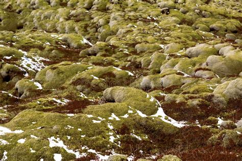 Moss Fields In Iceland Stock Photo Image Of Panorama 117886516