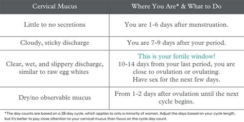 How To Check Cervical Mucus A Complete Guide