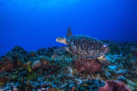 Underwater View Of Hawksbill Turtle Swimming Over Seabed — Beauty In