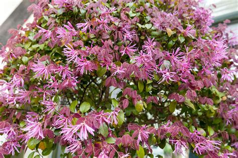 Tips and inspiration to get growing. 29 Best Shrubs for Shade Gardens