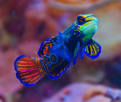 It's better to carefully consider the best aquascaping selecting fish for carefully aquascaped aquariums isn't always as simple as going to you local fish store and picking out whatever catches you eye. Striped Mandarinfish: Characteristics, types, care and ...