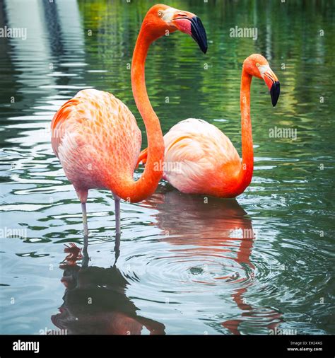 Two Flamingos High Resolution Stock Photography And Images Alamy