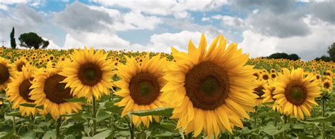 All home decor items in our stock have the most competitive price on the market. 21:9 Ultrawide HD Wallpaper (3440x1440) - Sunflower Field.. View more at http ...