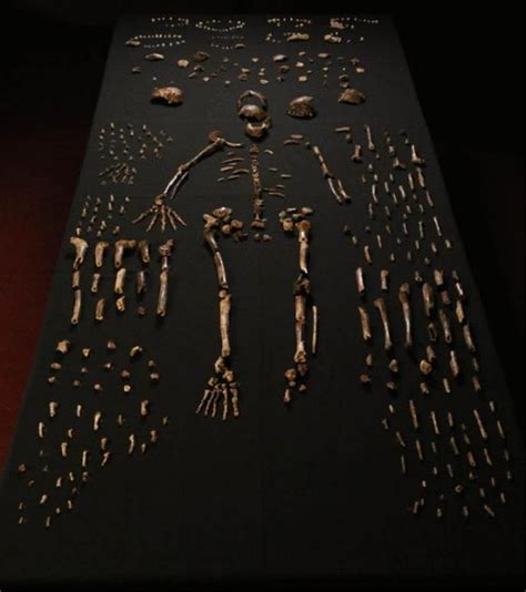 Astonishing New Species Of Ancient Human Ancestor Found In Burial