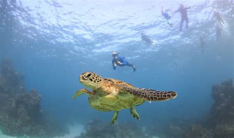 Coral Bay Ningaloo Reef Înot și snorkeling cu rechinii balenă