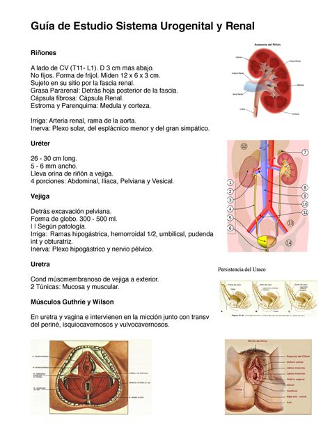 Guía Sistema Urogenital Y Renal De Estudio Sistema Urogenital Y Renal