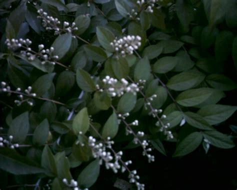 Anturi bianchi con fiori a grappolo bianchi immersi tra foglie di aspidistra. Pianta Di Fiori A Grappolo Bianchi - Varieta Di Piante Di ...