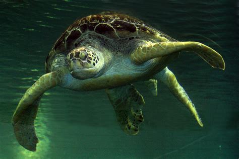 Wallpaper Sea Turtle Loggerhead Reptile Fauna Common Snapping