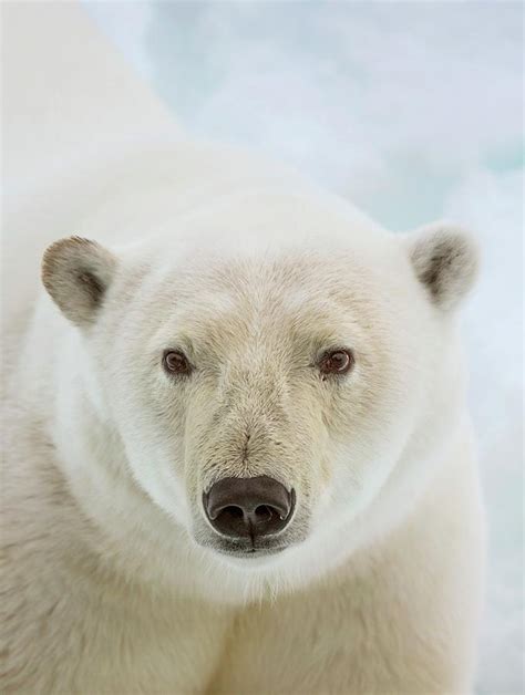 Close Up Of A Polar Bears Head Photograph By Peter J Raymond Fine