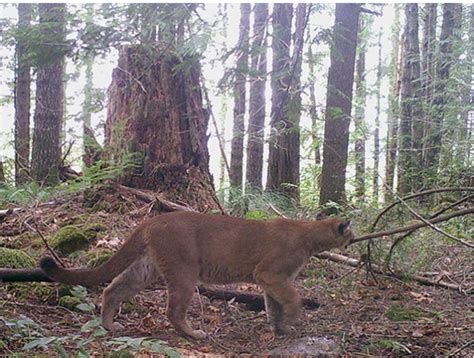 Recreating In Cougar Country Research Forests