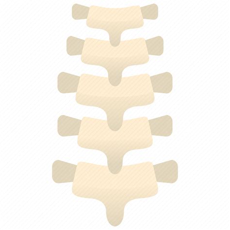 Anatomy Backbone Orthopedic Skeleton Spine Icon Download On