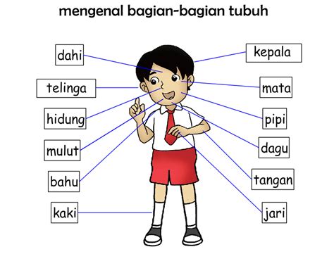Anatomi manusia atau antropotomi ialah sebuah bidang khusus dalam anatomi yang mempelajari struktur tubuh manusia. Pelajaran IPA SD Kelas 1 Mengenal Bagian Tubuh Manusia ...