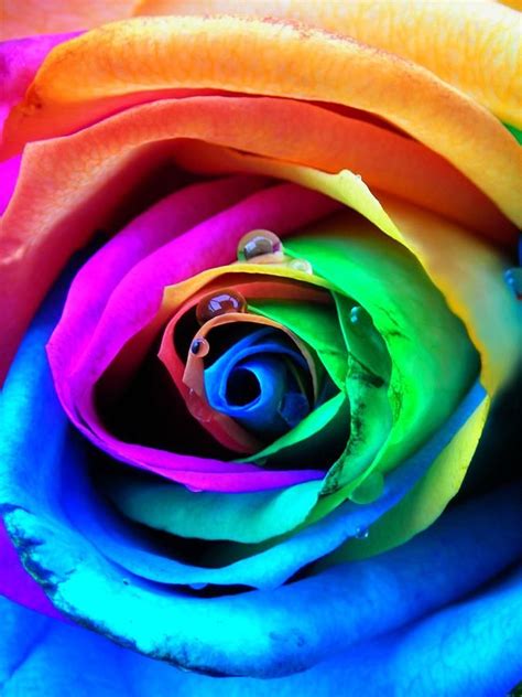 Rainbow Rose By Juergen Weiss Rainbow Roses Rainbow Aesthetic