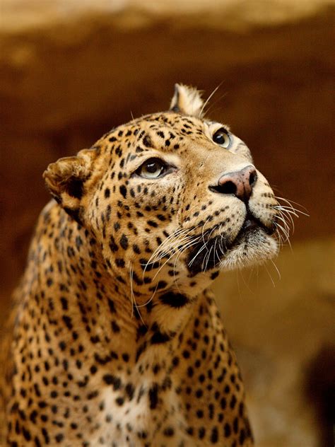 Sri Lanka Leopard Shutterbug