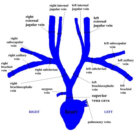 Prepare a label for your cat with the names of your group members and the gender of your cat. Vascular Cat: Cat Veins - Cartoon Diagram