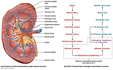 Carry blood away from the heart (always oxygenated apart from the pulmonary artery which goes from the heart to the lungs). The Urinary System | Renal, Kidney anatomy, Nursing notes