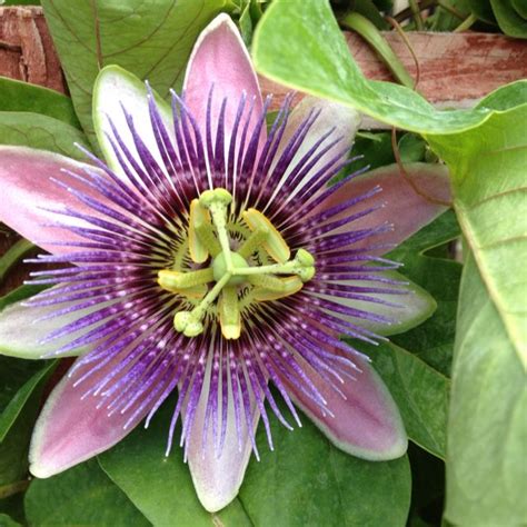 Passion Flowers Bloom Passion