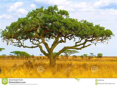 Kigelia Aka Sausage Tree In Dry Savanna Landscape