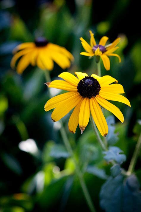 Spring, summer, autumn and winter. Top 10 Flowers That Bloom all Year | Seasons, Decorating ...