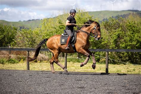 Working Equitation Something For Everyone Nz Horse And Pony