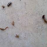 Ranger Termite And Pest Control Images