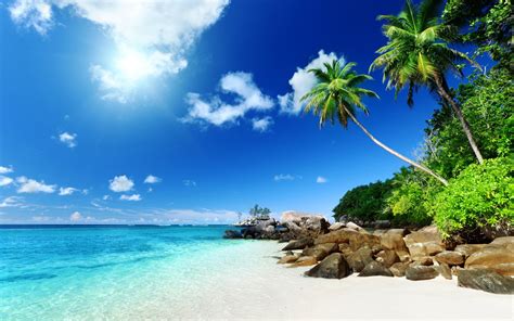 Summer Coast Tropical Beach песок Palm океан Paradise