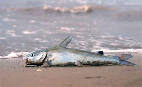 Can You Eat Saltwater Catfish And Is It Safe