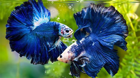 5 Cara Merawat Ikan Cupang Agar Warnanya Cantik Berkeluarga