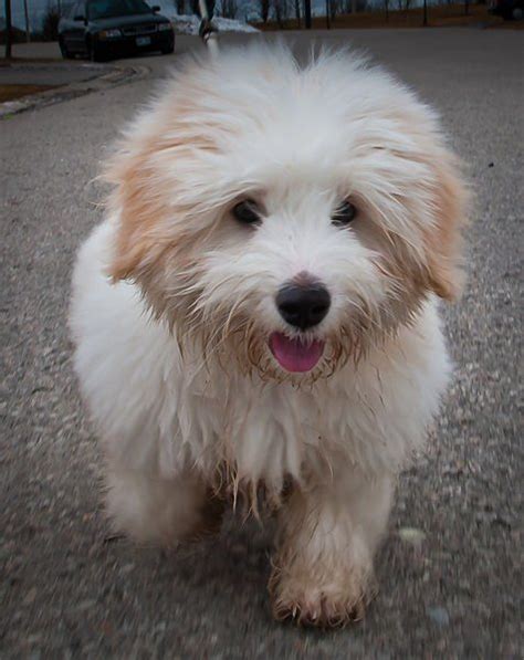 Coton De Tulear Dog Breed Information And Pictures Artofit