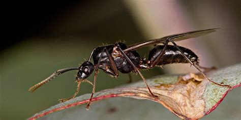 The Uk Experiences Large Flying Ants Swarms On Flying Ant Day