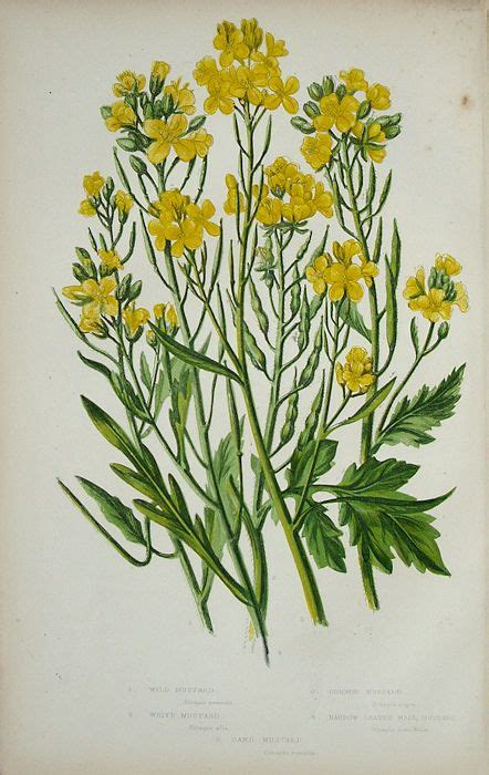 Mustard Plant Antique Botanical Print Botanical Prints Planting Flowers