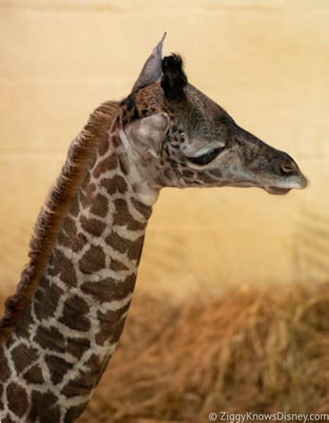 Baby Boy Giraffe Born On Kilimanjaro Safaris In Disneys